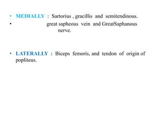 • MEDIALLY : Sartorius , gracillis and semitendinous.
• great sapheous vein and GreatSaphanous
nerve.
• LATERALLY : Biceps femoris, and tendon of origin of
popliteus.
 