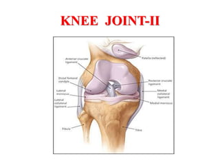 KNEE JOINT-II
 