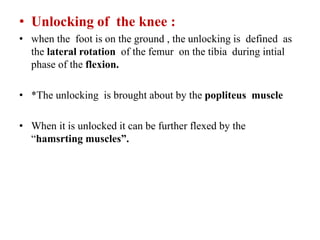 • Unlocking of the knee :
• when the foot is on the ground , the unlocking is defined as
the lateral rotation of the femur on the tibia during intial
phase of the flexion.
• *The unlocking is brought about by the popliteus muscle
• When it is unlocked it can be further flexed by the
“hamsrting muscles”.
 