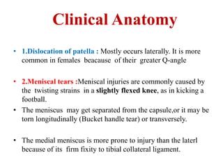 Clinical Anatomy
• 1.Dislocation of patella : Mostly occurs laterally. It is more
common in females beacause of their greater Q-angle
• 2.Meniscal tears :Meniscal injuries are commonly caused by
the twisting strains in a slightly flexed knee, as in kicking a
football.
• The meniscus may get separated from the capsule,or it may be
torn longitudinally (Bucket handle tear) or transversely.
• The medial meniscus is more prone to injury than the laterl
because of its firm fixity to tibial collateral ligament.
 