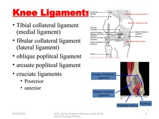 Human Collateral Anatomy of the Knee Joint Vincent for medical students | PPTX