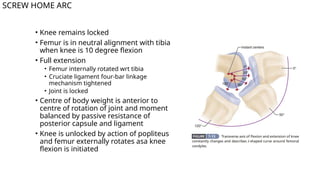 Tibia Arc knee kinematics including biomechanics and anatomy.pptx