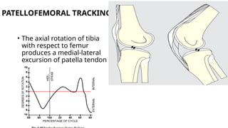 knee kinematics including biomechanics and anatomy.pptx
