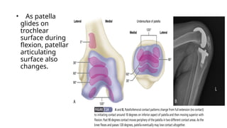 knee kinematics including biomechanics and anatomy.pptx
