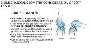 knee kinematics including biomechanics and anatomy.pptx