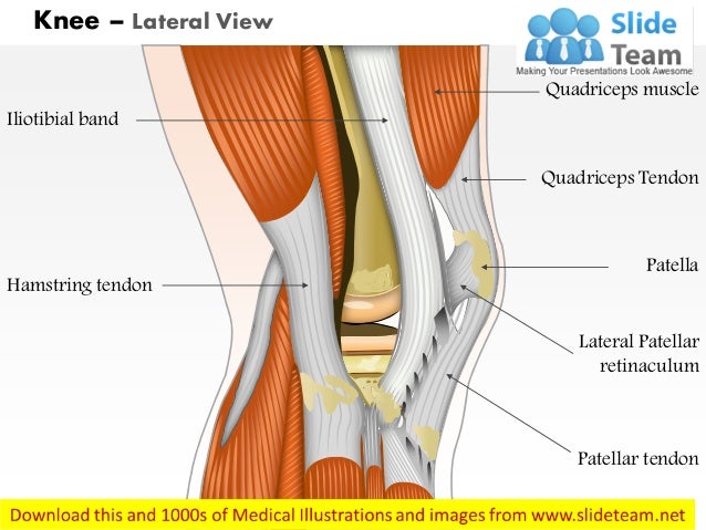 Knee Anatomy Lateral View Images - How To Guide And Refrence