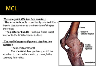 -The superficial MCL has two bundles :
The anterior bundle vertically oriented fibers
inserts just posterior to the insertion of the pes
anserinus;
The posterior bundle oblique fibers insert
inferior to the tibial articular surface.
- The medial capsular ligament also has two
bundles :
The meniscofemoral
The meniscotibial portions, which are
attached to the medial meniscus through the
coronary ligaments.

 