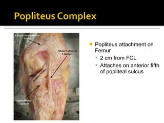 

Popliteus attachment on
Femur
 2 cm from FCL
 Attaches on anterior fifth
of popliteal sulcus

 