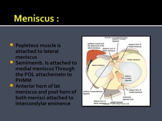 





Popleteus muscle is
attached to lateral
meniscus
Semimemb. Is attached to
medial meniscus Through
the POL attachemetn to
PHMM
Anterior horn of lat
meniscus and post horn of
both menisci attached to
intercondylar eminence

 