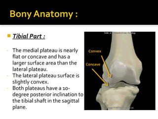  Tibial Part :

The medial plateau is nearly
flat or concave and has a
larger surface area than the
lateral plateau.
- The lateral plateau surface is
slightly convex.
- Both plateaus have a 10degree posterior inclination to
the tibial shaft in the sagittal
plane.
-

Convex
Concave

 