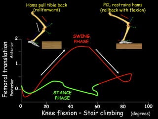 PCL restrains hams
(rollback with flexion)

Hams pull tibia back
(rollforward)

SWING
PHASE

Anterior

Femoral translation

2

Posterior

1

0

STANCE
PHASE
0

20

40

60

80

Knee flexion – Stair climbing

100
(degrees)

 
