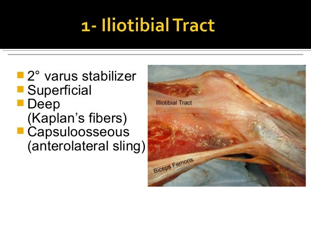 Knee ligaments