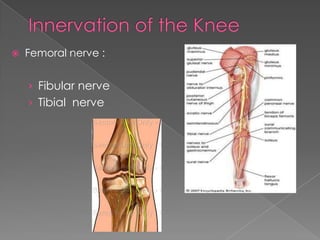  Femoral nerve :
› Fibular nerve
› Tibial nerve
 