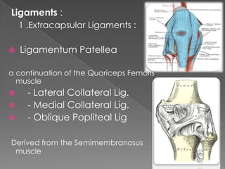 Ligaments :
1 .Extracapsular Ligaments :
 Ligamentum Patellea
a continuation of the Quariceps Femoris
muscle
 - Lateral Collateral Lig.
 - Medial Collateral Lig.
 - Oblique Popliteal Lig
Derived from the Semimembranosus
muscle
 