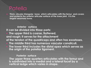  Thick, circular-triangular bone which articulates with the femur and covers
and protects the anterior articular surface of the knee joint. It is the
largest sesamoid bone.
Anterior surface
It can be divided into three parts:
 The upper third is coarse, flattened,
and rough; it serves for the attachment
of the tendon of the quadriceps and often has exostoses.
 The middle third has numerous vascular canaliculi.
 The lower third includes the distal apex which serves as
the origin of the patellar ligament.
Posterior surface
The upper three-quarters articulates with the femur and
is subdivided into a medial and a lateral facet by a
vertical ledge which varies in shape.
 