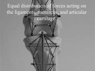 Equal distribution of forces acting on
the ligaments, meniscus, and articular
cartilage.
 