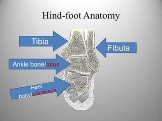 Hind-foot Anatomy
Tibia
Ankle bone/talus
Fibula
 