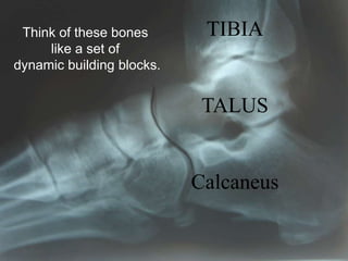 TIBIA
TALUS
Calcaneus
Think of these bones
like a set of
dynamic building blocks.
 