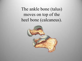 The ankle bone (talus)
moves on top of the
heel bone (calcaneus).
 
