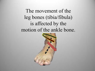 The movement of the
leg bones (tibia/fibula)
is affected by the
motion of the ankle bone.
 