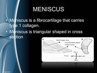 MENISCUS
• Meniscus is a fibrocartilage that carries
type 1 collagen.
• Meniscus is triangular shaped in cross
section
 