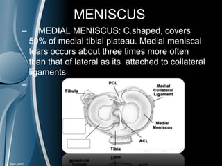 MENISCUS
– MEDIAL MENISCUS: C.shaped, covers
50% of medial tibial plateau. Medial meniscal
tears occurs about three times more often
than that of lateral as its attached to collateral
ligamentsniscus.
–
 