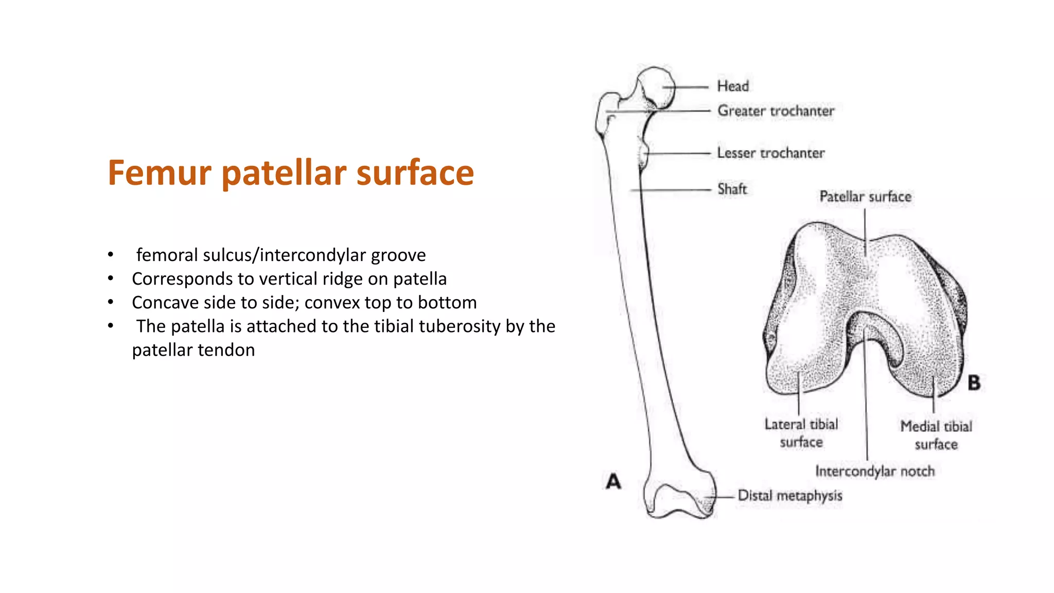 BIOMECHANICS PATHOMECHANICS OF KNEE JOINT AND PATELLOFEMORAL JOINT PPTX BIOMECHANICS PATHOMECHANICS OF KNEE JOINT AND PATELLOFEMORAL JOINT PPTX