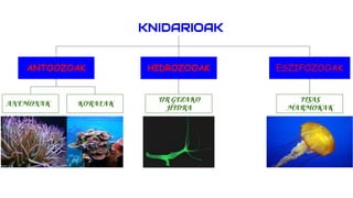KNIDARIOAK
ESZIFOZOOAKANTOOZOAK HIDROZOOAK
ANEMONAK KORALAK
UR GEZAKO
HIDRA
ITSAS
MARMOKAK
 