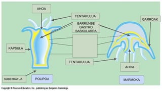 TENTAKULUA
AHOA
BARRUNBE
GASTRO
BASKULARRA
KAPSULA
AHOA
TENTAKULUA
MARMOKAPOLIPOA
GARROAK
SUBSTRATUA
 