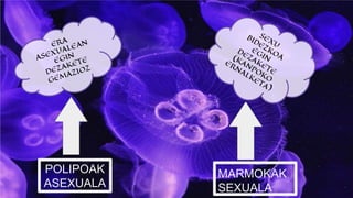 POLIPOAK
ASEXUALA
MARMOKAK
SEXUALA
 