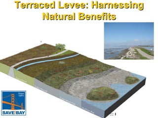 Terraced Levee: Harnessing
Natural Benefits

::: Hargreaves Associates

 