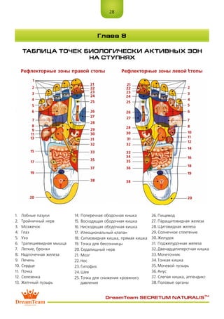 28
DreamTeam SECRETUM NATURALIS™
ТАБЛИЦА ТОЧЕК БИОЛОГИЧЕСКИ АКТИВНЫХ ЗОН
НА СТУПНЯХ
Глава 8
Рефлекторные зоны правой стопы 1
1
21
22
23
24
25
26
27
28
29
30
31
32
33
35
37
38
2
3
4
5
6
7
8
9
11
13
15
17
19
20
21
22
23
24
25
26
27
28
30
31
32
33
34
35
36
38
2
3
4
5
6
7
8
10
11
12
14
16
18
19
20
Рефлекторные зоны левой стопы
14.	Поперечная ободочная кишка
15.	Восходящая ободочная кишка
16.	Нисходящая ободочная кишка
17.	Илеоциональный клапан
18.	Сигмовидная кишка, прямая кишка
19.	Точка для бессонницы
20.	Седалищный нерв
21.	Мозг
22.	Нос
23.	Гипофиз
24.	Шея
25.	Точка для снижения кровяного
давления
1.	 Лобные пазухи
2.	 Тройничный нерв
3.	 Мозжечок
4.	 Глаз
5.	 Ухо
6.	 Трапециевидная мышца
7.	 Легкие, бронхи
8.	 Надпочечная железа
9.	 Печень
10.	Сердце
11.	 Почка
12.	Селезенка
13.	Желчный пузырь
26.	Пищевод
27.	Паращитовидная железа
28.	Щитовидная железа
29.	Солнечное сплетение
30.	Желудок
31.	Поджелудочная железа
32.	Двенадцатиперстная кишка
33.	Мочеточник
34.	Тонкая кишка
35.	Мочевой пузырь
36.	Анус
37.	Слепая кишка, аппендикс
38.	Половые органы
 