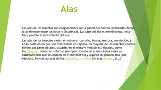 Alas
Las alas de los insectos son evaginaciones de la pared del cuerpo localizadas dorso-
lateralmente entre los notos y las pleuras. La base del ala es membranosa, esto
hace posible el movimiento del ala.
Las alas de los insectos varían en número, tamaño, forma, textura, nerviación, y
en la posición en que son mantenidas en reposo. La mayoría de los insectos adultos
tienen dos pares de alas, situadas en el meso y metatórax; algunos, como
los dípteros, tienen un solo par (siempre situado en el mesotórax salvo en
estrepsípteros que las poseen en el metatórax) y algunos no poseen alas (por
ejemplo, formas ápteras de los pulgones, hormigas obreras, pulgas, etc.)
 