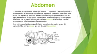 Abdomen
El abdomen de los insectos posee típicamente 11 segmentos, pero el último está
muy reducido, de modo que el número de segmentos raramente parece ser más
de 10. Los segmentos genitales pueden contener estructuras asociadas con las
aberturas externas de los conductos genitales; en el macho estas estructuras se
relacionan con la cópula y la transferencia de esperma a la hembra; y en las
hembras están relacionados con la oviposición.
En el extremo del abdomen puede haber apéndices, los cuales surgen del
segmento 10 y son los cercos, que son de valor taxonómico.
 
