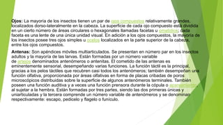 Ojos: La mayoría de los insectos tienen un par de ojos compuestos relativamente grandes,
localizados dorso-lateralmente en la cabeza. La superficie de cada ojo compuesto está dividida
en un cierto número de áreas circulares o hexagonales llamadas facetas u omatidios; cada
faceta es una lente de una única unidad visual. En adición a los ojos compuestos, la mayoría de
los insectos posee tres ojos simples u ocelos localizados en la parte superior de la cabeza,
entre los ojos compuestos.
Antenas: Son apéndices móviles multiarticulados. Se presentan en número par en los insectos
adultos y la mayoría de las larvas. Están formadas por un número variable
de artejos denominados antenómeros o antenitas. El cometido de las antenas es
eminentemente sensorial, desempeñando varias funciones. La función táctil es la principal,
gracias a los pelos táctiles que recubren casi todos los antenómeros; también desempeñan una
función olfativa, proporcionada por áreas olfativas en forma de placas cribadas de poros
microscópicos distribuidas sobre la superficie de algunos antenómeros terminales. También
poseen una función auditiva y a veces una función prensora durante la cópula o apareamiento,
al sujetar a la hembra. Están formadas por tres partes, siendo las dos primeras únicas y
uniarticuladas y la tercera comprende un número variable de antenómeros y se denominan
respectivamente: escapo, pedicelo y flagelo o funículo.
 