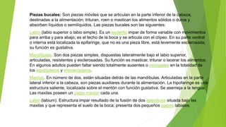Piezas bucales: Son piezas móviles que se articulan en la parte inferior de la cabeza,
destinadas a la alimentación; trituran, roen o mastican los alimentos sólidos o duros y
absorben líquidos o semilíquidos. Las piezas bucales son las siguientes:
Labro (labio superior o labio simple). Es un esclerito impar de forma variable con movimientos
para arriba y para abajo; es el techo de la boca y se articula con el clípeo. En su parte ventral
o interna está localizada la epifaringe, que no es una pieza libre, está levemente esclerosada;
su función es gustativa.
Mandíbulas. Son dos piezas simples, dispuestas lateralmente bajo el labio superior,
articuladas, resistentes y esclerosadas. Su función es masticar, triturar o lacerar los alimentos.
En algunos adultos pueden faltar siendo totalmente ausentes o vestigiales en la totalidad de
los lepidópteros y efemerópteros.
Maxilas. En número de dos, están situadas detrás de las mandíbulas. Articuladas en la parte
lateral inferior a la cabeza, son piezas auxiliares durante la alimentación. La hipofaringe es una
estructura saliente, localizada sobre el mentón con función gustativa. Se asemeja a la lengua.
Las maxilas poseen un palpo maxilar cada una.
Labio (labium). Estructura impar resultado de la fusión de dos apéndices situada bajo las
maxilas y que representa el suelo de la boca; presenta dos pequeños palpos labiales.
 