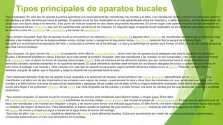 Tipos principales de aparatos bucales
Tipo masticador. En este tipo de aparato bucal los apéndices son esencialmente las mandíbulas, las maxilas y el labio. Las mandíbulas cortan y trituran los alimentos sólidos y
las maxilas y el labio los empujan hacia el esófago. El aparato bucal de tipo masticador es el más generalizado entre los insectos y, a partir del mismo, se han desarrollado los
otros tipos (ver figura abajo a la derecha). Este punto de vista se sustenta en dos clases de pruebas importantes. En primer lugar, este aparato bucal es el más semejante en
su estructura al de los miriápodos que son los parientes más cercanos de los insectos. En segundo lugar, el aparato bucal masticador se encuentra en casi todos los órdenes
de insectos como los ortópteros, los coleópteros y las larvas de lepidópteros.
•Tipo cortador-chupador. Este tipo de aparato bucal se encuentra en los tábanos (Diptera Tabanidae) y algunos otros dípteros, las mandíbulas se presentan en forma de hojas
afiladas y las maxilas en forma de largos estiletes sonda. Ambas cortan y desgarran el tegumento de los mamíferos, haciendo fluir la sangre de la herida. Esta sangre es
recogida por la protuberancia esponjosa del labio y conducida al extremo de la hipofaringe. La hipo y la epifaringe se ajustan para formar un tubo a través del cual la sangre es
aspirada hacia el esófago.
•Tipo chupador. Un gran número de moscas no picadoras, entre ellas la mosca doméstica, tienen este tipo de aparato bucal adaptado solo para la ingestión de alimentos
líquidos o fácilmente solubles en saliva. Este tipo es el más similar al cortador chupador, pero las mandíbulas y las maxilas no son funcionales, y las partes restantes forman
una probóscide con un ápice en forma de esponja (denominado labelo). Esta se introduce en los alimentos líquidos que son conducidos hacia el canal alimenticio por
diminutos canales capilares existentes en la superficie del labelo. El canal alimenticio también está formado por la trabazón alargada de la hipo y epifaringe que forman un
tubo hacia el esófago. Las moscas y otros insectos con este tipo de aparato bucal pueden ingerir también alimentos sólidos como el azúcar. Para ello, arrojan sobre el
alimento una gota de saliva, que lo disuelve, y luego la solución es succionada hacia la boca.
•Tipo masticador-lamedor. Este tipo de aparato bucal, adaptado a la absorción de líquidos, se encuentra en las abejas y avispas, ejemplificado por la abeja común. Las
mandíbulas y el labro son de tipo masticador y las emplean para sujetar las presas y para amasar la cera u otros tipos de materiales con que construyen sus nidos. Las
maxilas y el labio forman una serie de estructuras deprimidas y alargadas de las cuales una de ellas forma un órgano extensible acanalado. Este último se emplea como una
sonda para llegar a los profundos nectarios de las flores. Las otras lengüetas de las maxilas y el labio forman una serie de canales por los que desciende la saliva y asciende
el alimento.
•Tipo picador-chupador. El aparato bucal de muchos grupos de insectos está modificado para taladrar tejidos y chupar jugos. Entre ellos
los hemípteros (pulgones, chinches, cochinillas), predadores de muchas clases, piojos y pulgas que chupan la sangre de mamíferos y aves. En este tipo de aparato bucal, el
labro, las mandíbulas y las maxilas son delgados y largos, y se reúnen para formar una delicada aguja hueca. El labio forma una vaina robusta que mantiene rígida esta aguja.
La totalidad del órgano se llama pico. Para alimentarse, el insecto aprieta la totalidad del pico contra el hospedador, inserta de esta forma la aguja en el interior de
los tejidos del mismo y chupa sus jugos a través de la aguja hasta el interior del esófago.
•Tipo tubo de sifón. Los lepidópteros adultos se alimentan de néctar y otros alimentos líquidos. Estos son succionados por medio de una larga probóscide (espiritrompa)
compuesta solamente por un tubo que desemboca en el esófago.
 
