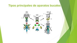 Tipos principales de aparatos bucales
 