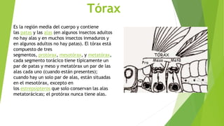 Tórax
Es la región media del cuerpo y contiene
las patas y las alas (en algunos insectos adultos
no hay alas y en muchos insectos inmaduros y
en algunos adultos no hay patas). El tórax está
compuesto de tres
segmentos, protórax, mesotórax, y metatórax,
cada segmento torácico tiene típicamente un
par de patas y meso y metatórax un par de las
alas cada uno (cuando están presentes);
cuando hay un solo par de alas, están situadas
en el mesotórax, excepto en
los estrepsípteros que solo conservan las alas
metatorácicas; el protórax nunca tiene alas.
 