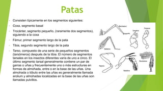 Patas
• Consisten típicamente en los segmentos siguientes:
• Coxa, segmento basal
• Trocánter, segmento pequeño, (raramente dos segmentos),
siguiendo a la coxa
• Fémur, primer segmento largo de la pata
• Tibia, segundo segmento largo de la pata
• Tarso, compuesto de una serie de pequeños segmentos
(tarsómeros) después de la tibia. El número de segmentos
tarsales en los insectos diferentes varía de uno a cinco. El
último segmento tarsal generalmente contiene un par de
garras o uñas y frecuentemente uno o más estructuras en
formas de almohada, entre o en la base de las uñas. Una
almohada o lóbulo entre las uñas es generalmente llamada
arolium y almohadas localizadas en la base de las uñas son
llamadas pulvillos.
 