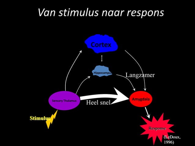 Neurobiologie van trauma en veerkracht | PPTX | Brain and Nervous