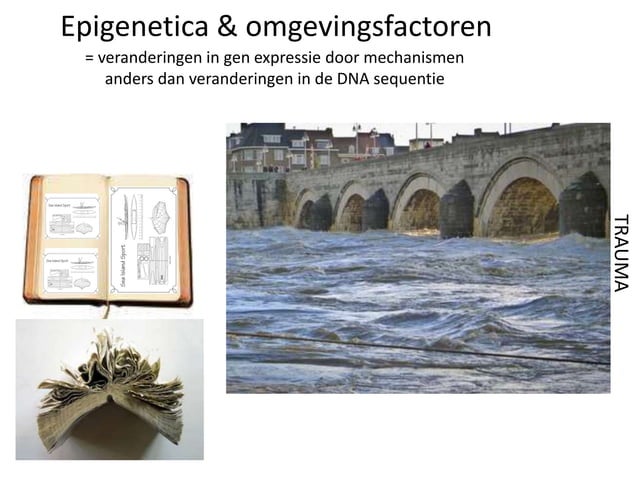 Neurobiologie van trauma en veerkracht | PPTX | Brain and Nervous