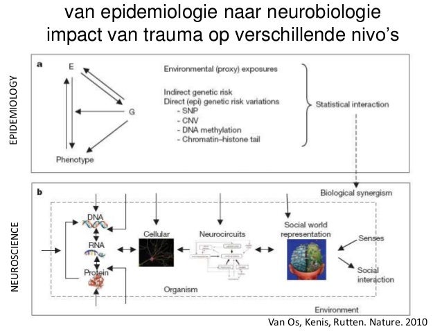 Neurobiologie van trauma en veerkracht