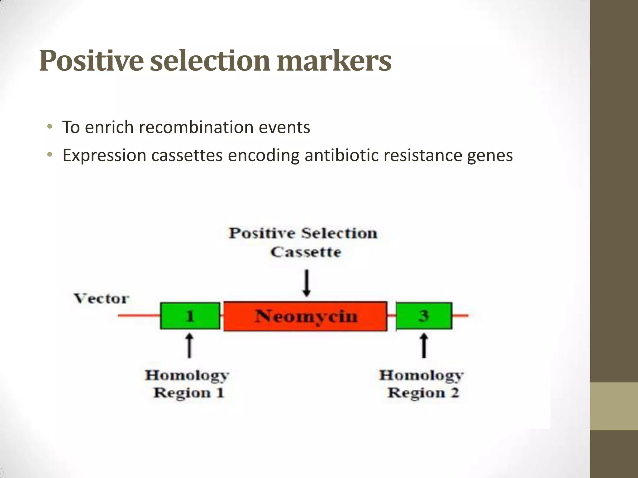 Positive selectionmarkers
• To enrich recombination events
• Expression cassettes encoding antibiotic resistance genes
 