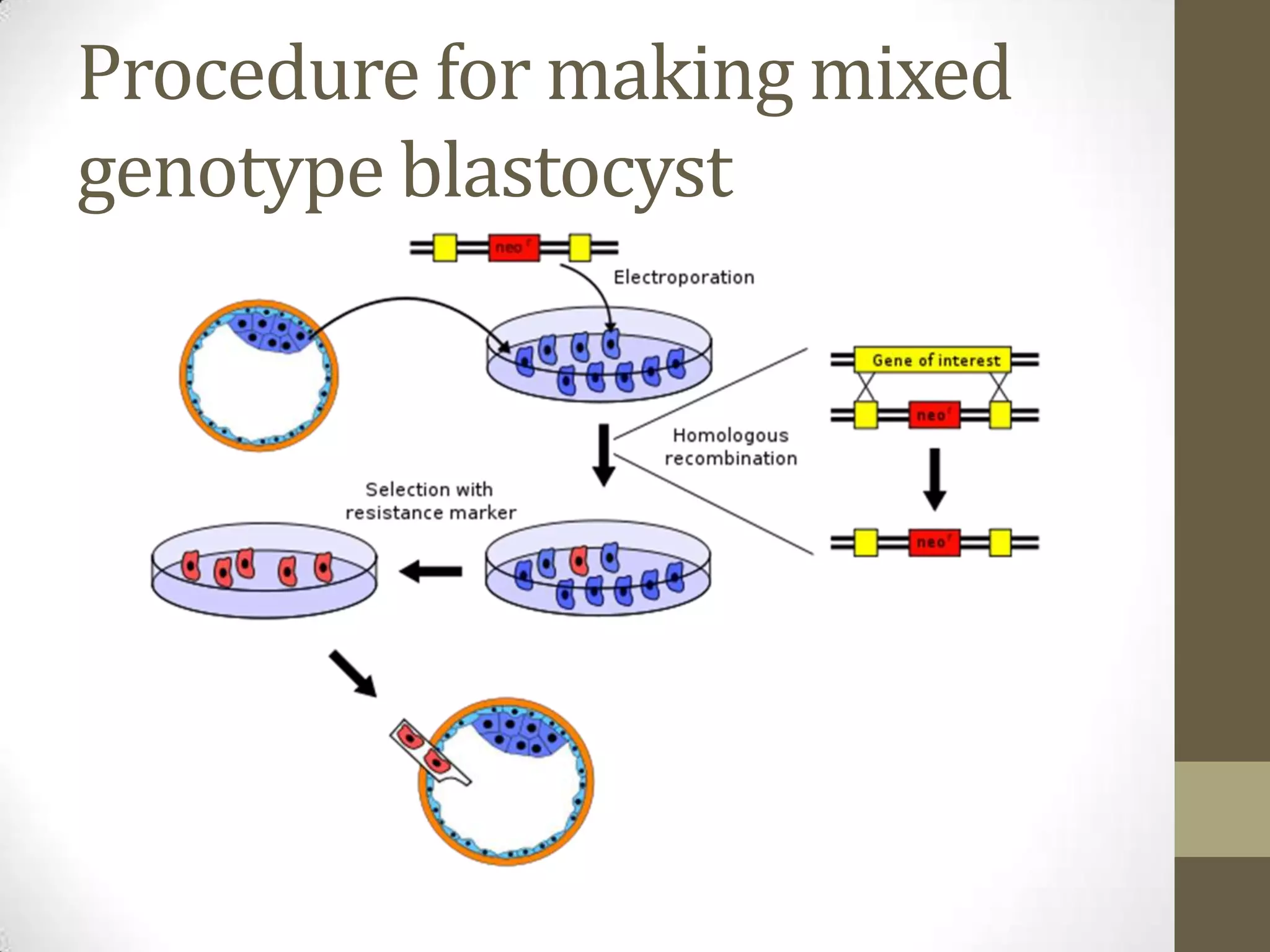 Procedure for making mixed
genotype blastocyst
 