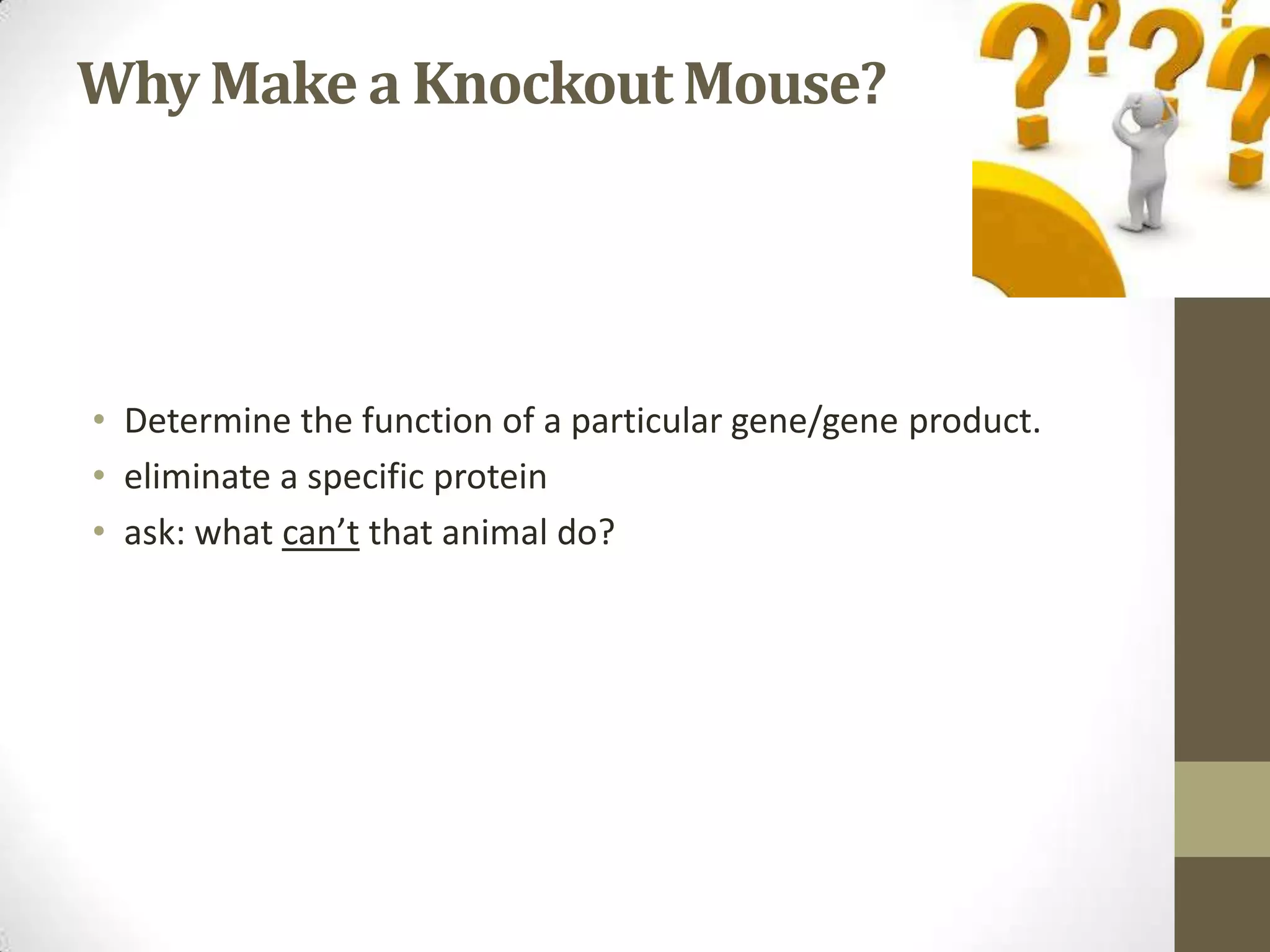 Why Make a KnockoutMouse?
• Determine the function of a particular gene/gene product.
• eliminate a specific protein
• ask: what can’t that animal do?
 