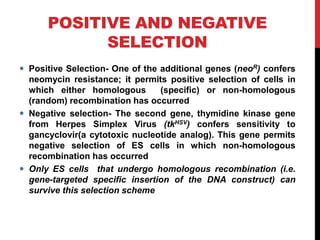 POSITIVE AND NEGATIVE
SELECTION
 Positive Selection- One of the additional genes (neoR) confers
neomycin resistance; it permits positive selection of cells in
which either homologous (specific) or non-homologous
(random) recombination has occurred
 Negative selection- The second gene, thymidine kinase gene
from Herpes Simplex Virus (tkHSV) confers sensitivity to
gancyclovir(a cytotoxic nucleotide analog). This gene permits
negative selection of ES cells in which non-homologous
recombination has occurred
 Only ES cells that undergo homologous recombination (i.e.
gene-targeted specific insertion of the DNA construct) can
survive this selection scheme
 