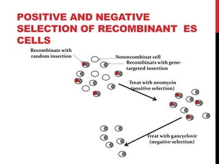 POSITIVE AND NEGATIVE
SELECTION OF RECOMBINANT ES
CELLS
Recombinats with
random insertion Nonrecombinat cell
Recombinats with gene-
targeted insertion
Treat with neomycin
(positive selection)
Treat with gancyclovir
(negative selection)
 