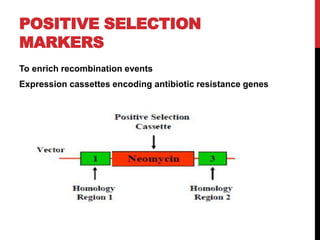POSITIVE SELECTION
MARKERS
To enrich recombination events
Expression cassettes encoding antibiotic resistance genes
 