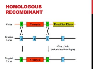 HOMOLOGOUS
RECOMBINANT
 